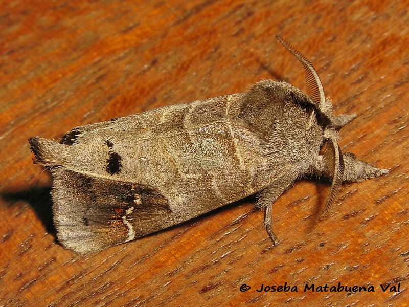 Clostera anachoreta - Notodontidae